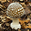 amanita.pantherina